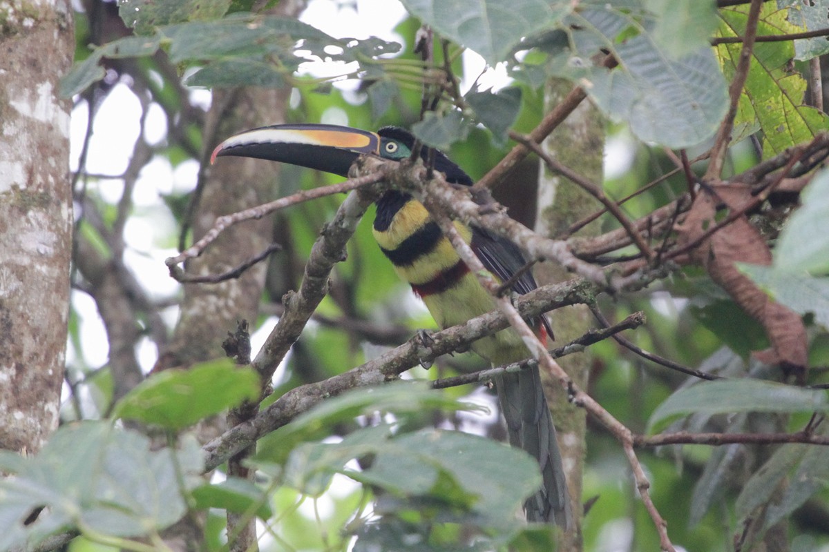 Many-banded Aracari - ML130208191