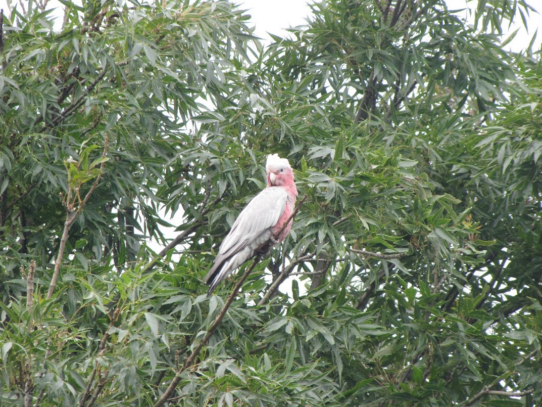 Rosakakadu - ML130208371