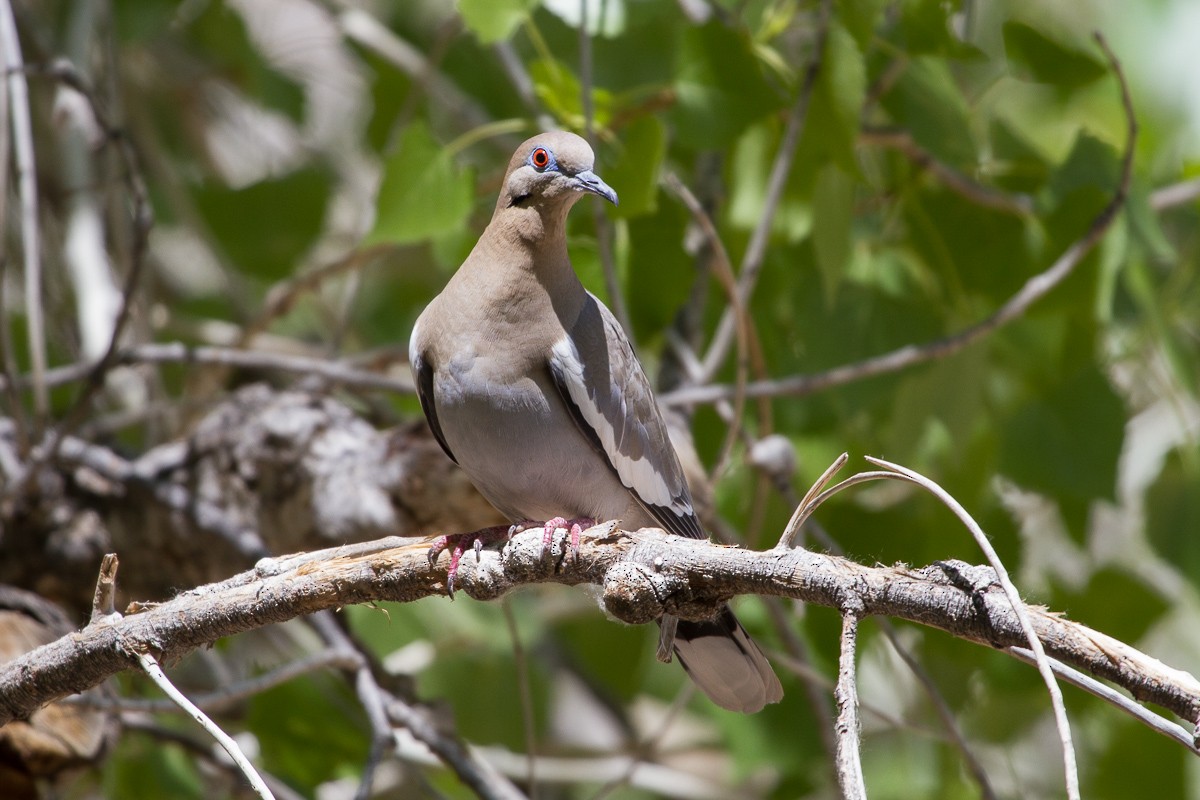 White-winged Dove - Brad Dawson