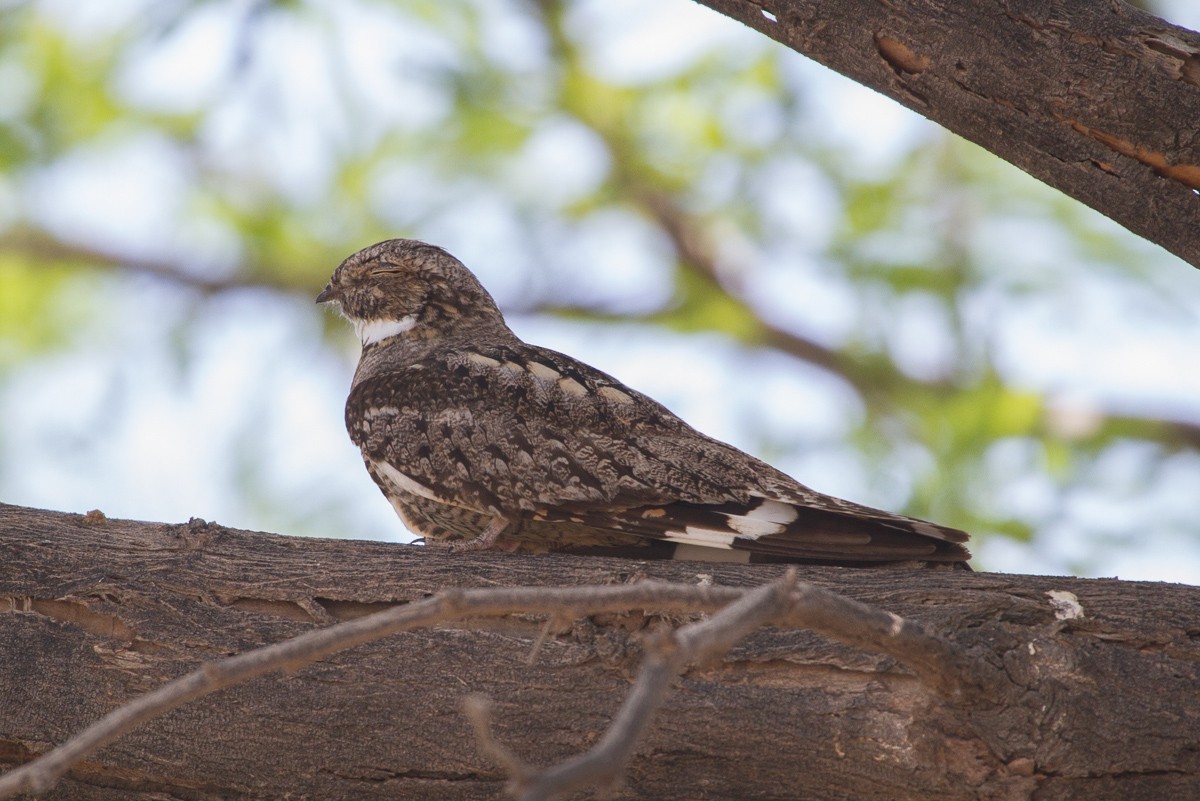 Lesser Nighthawk - ML130208981