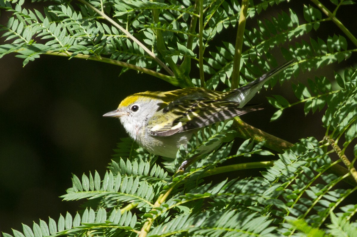 Chestnut-sided Warbler - ML130209301