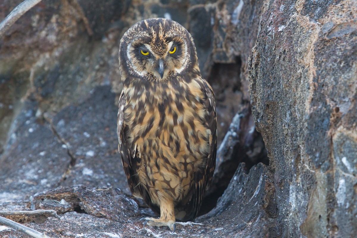Short-eared Owl (Galapagos) - ML130210061