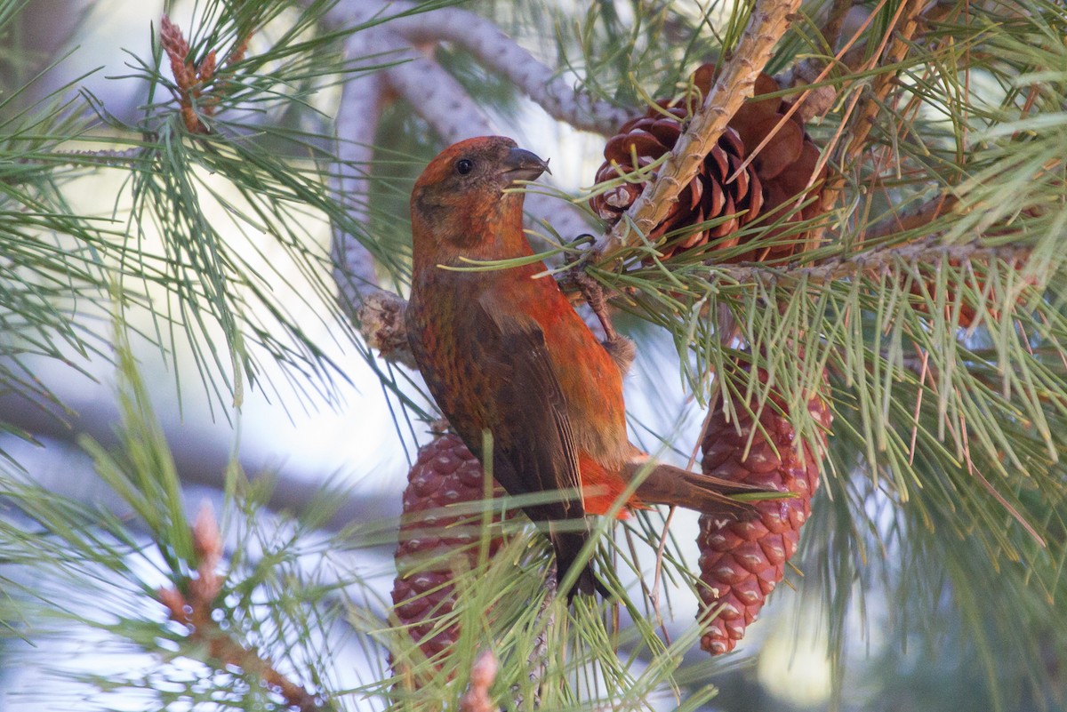 Red Crossbill - ML130212401