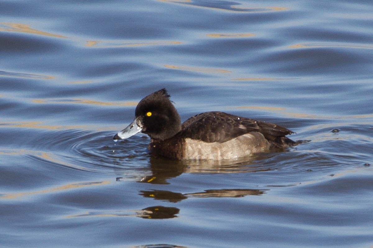 Tufted Duck - ML130213051