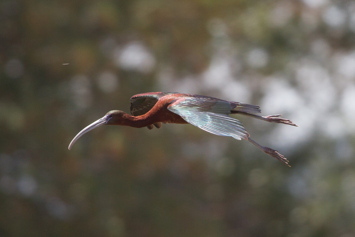 Ibis falcinelle - ML130213531