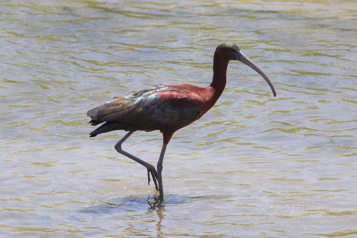 Ibis falcinelle - ML130213561
