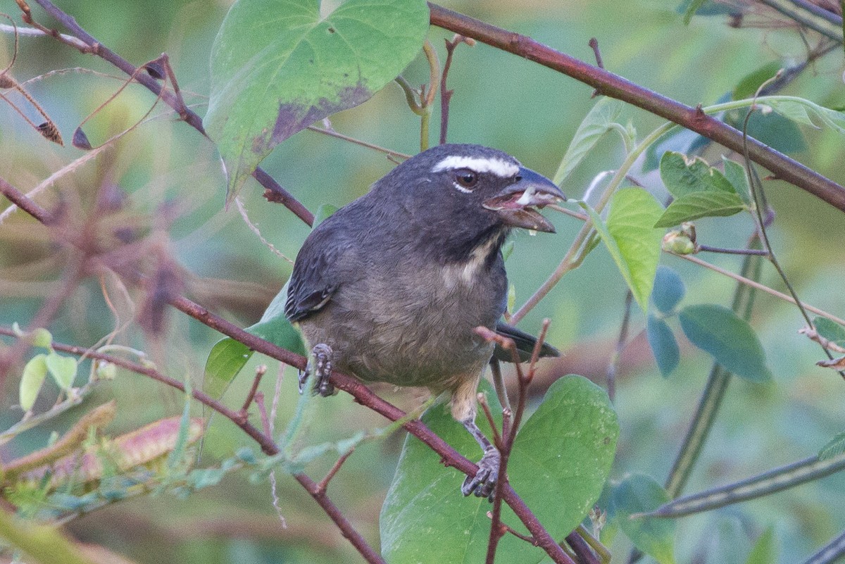 Cinnamon-bellied Saltator - ML130214571