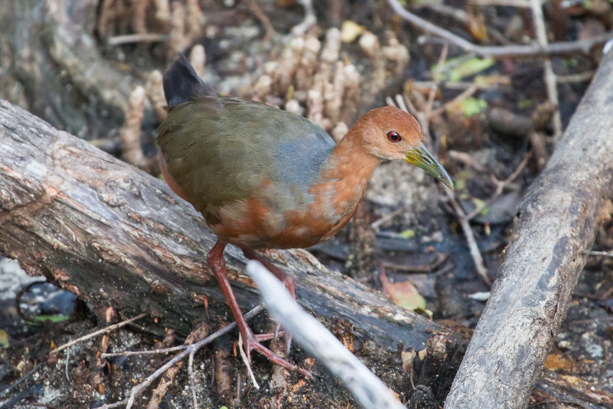 Rufous-necked Wood-Rail - Brad Dawson