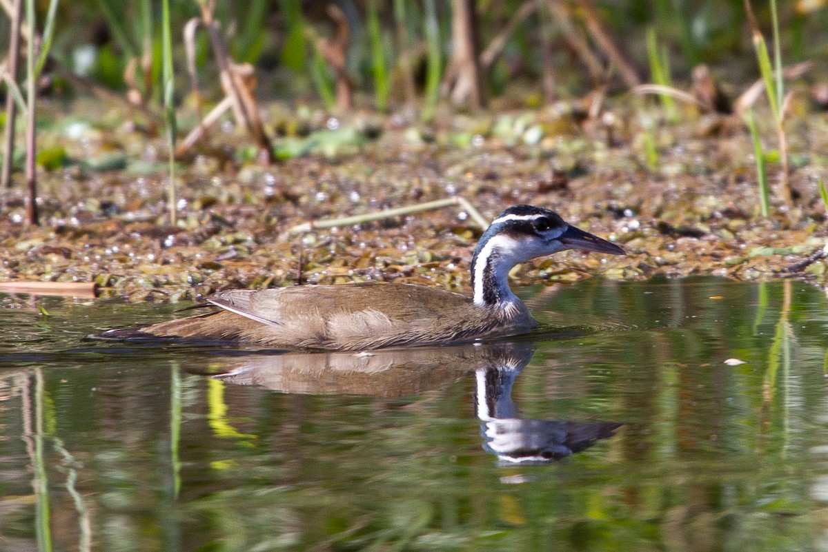 Sungrebe - Brad Dawson