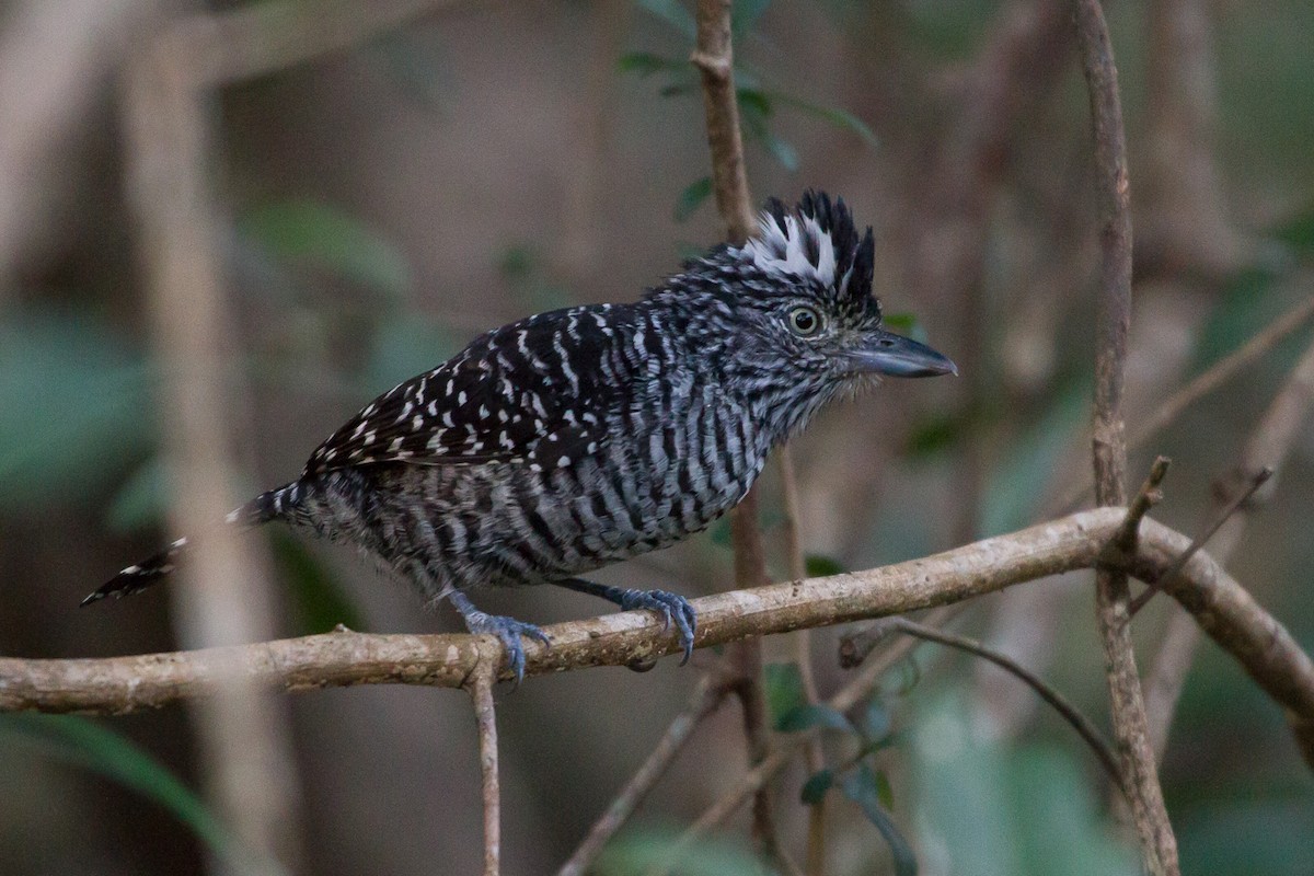 Barred Antshrike - Brad Dawson