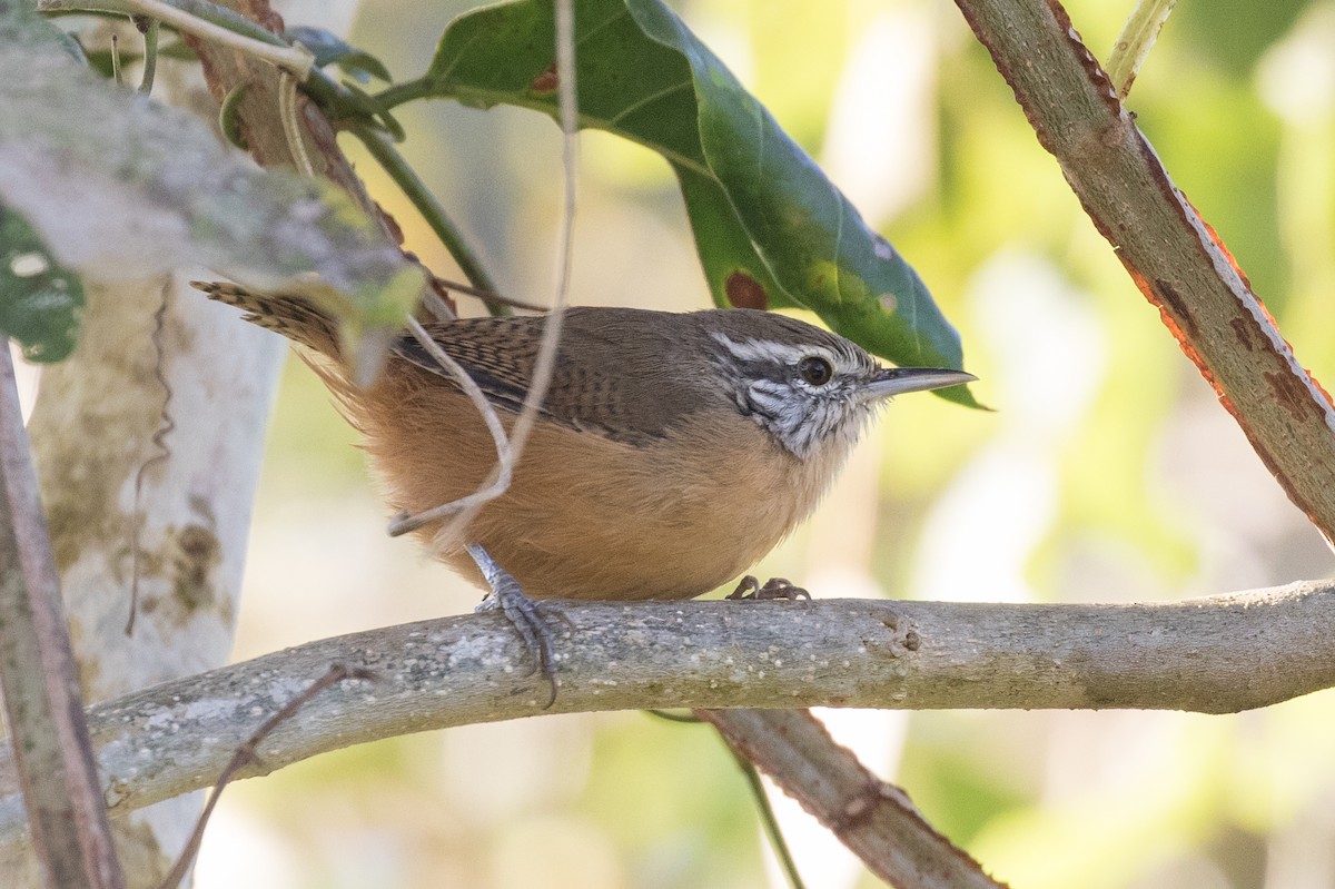 Fawn-breasted Wren - Brad Dawson