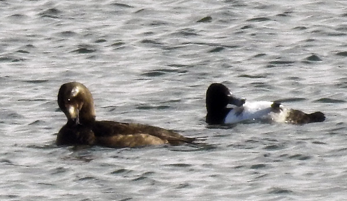 White-winged Scoter - ML130216541