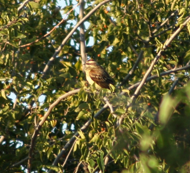 Piratic Flycatcher - ML130220071