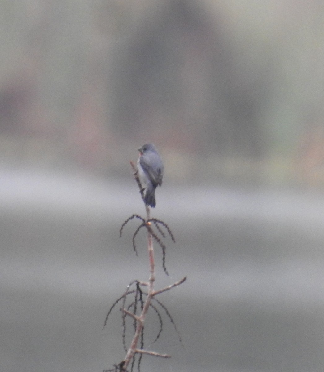 ML130223321 - Chestnut-bellied Seedeater - Macaulay Library