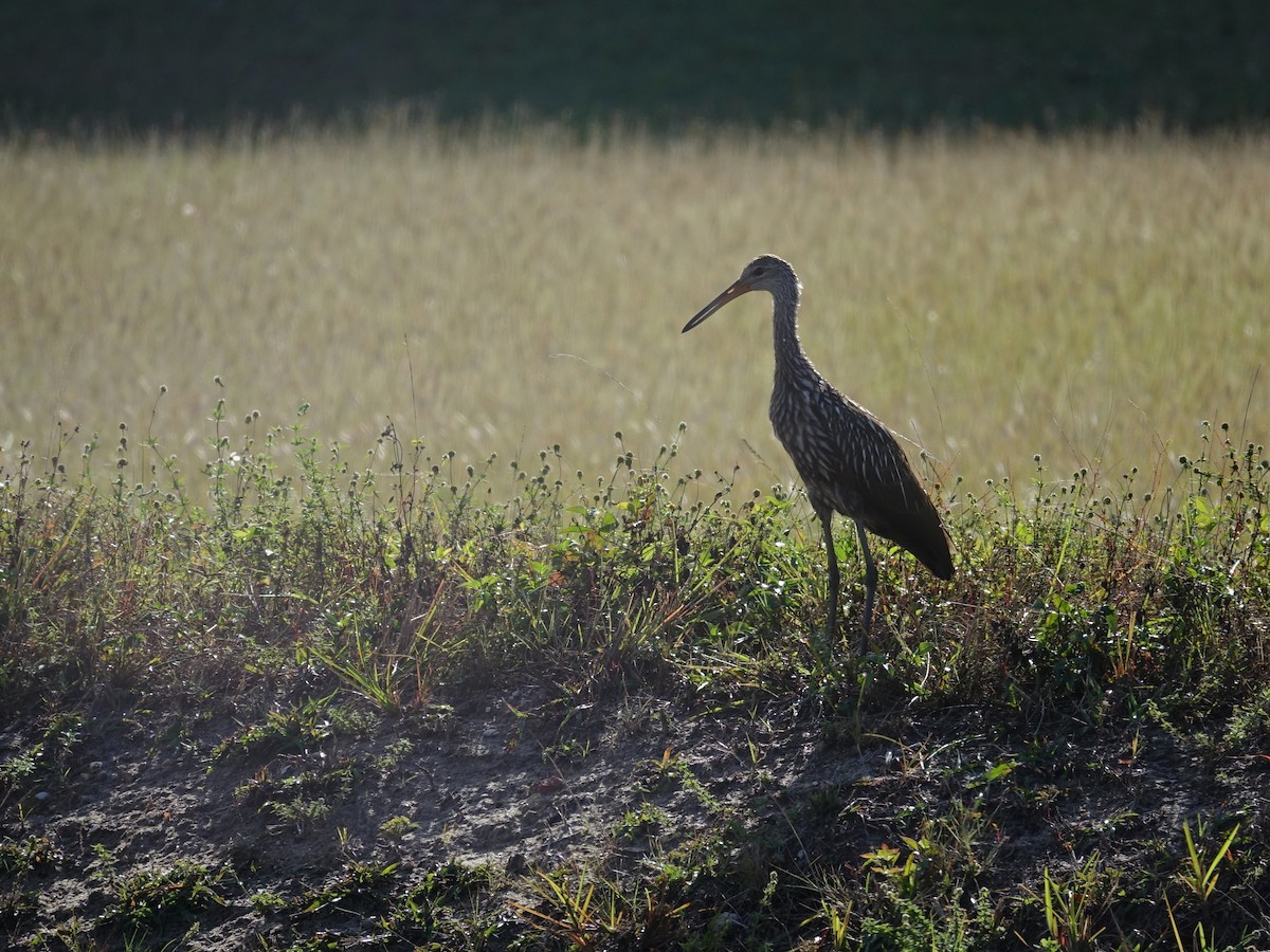 Limpkin - ML130224591