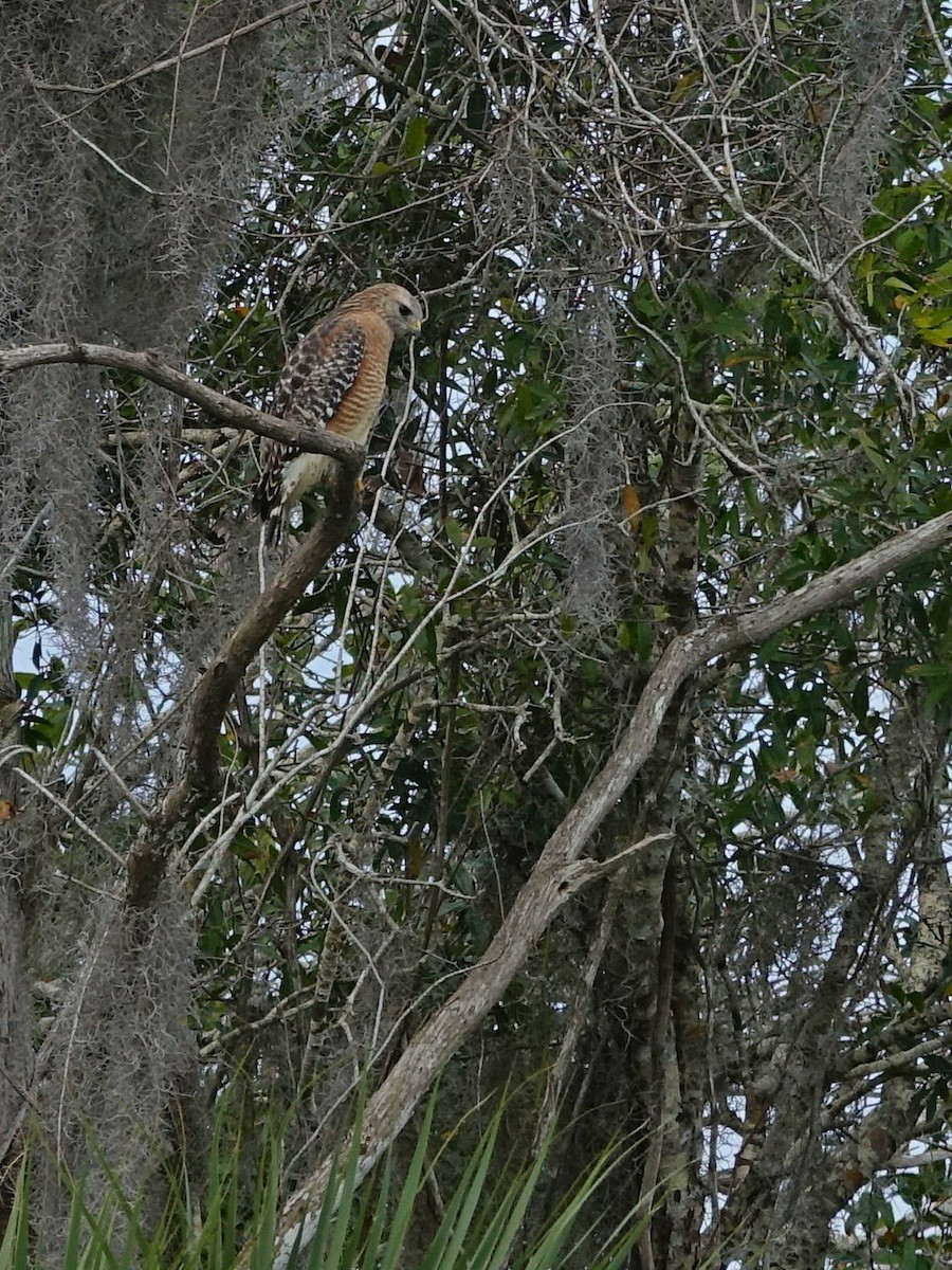 Red-shouldered Hawk - ML130224671