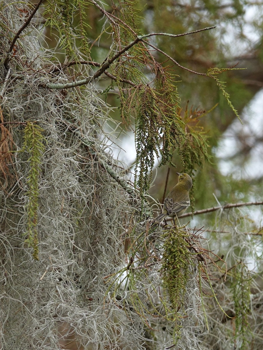 Pine Warbler - ML130224771