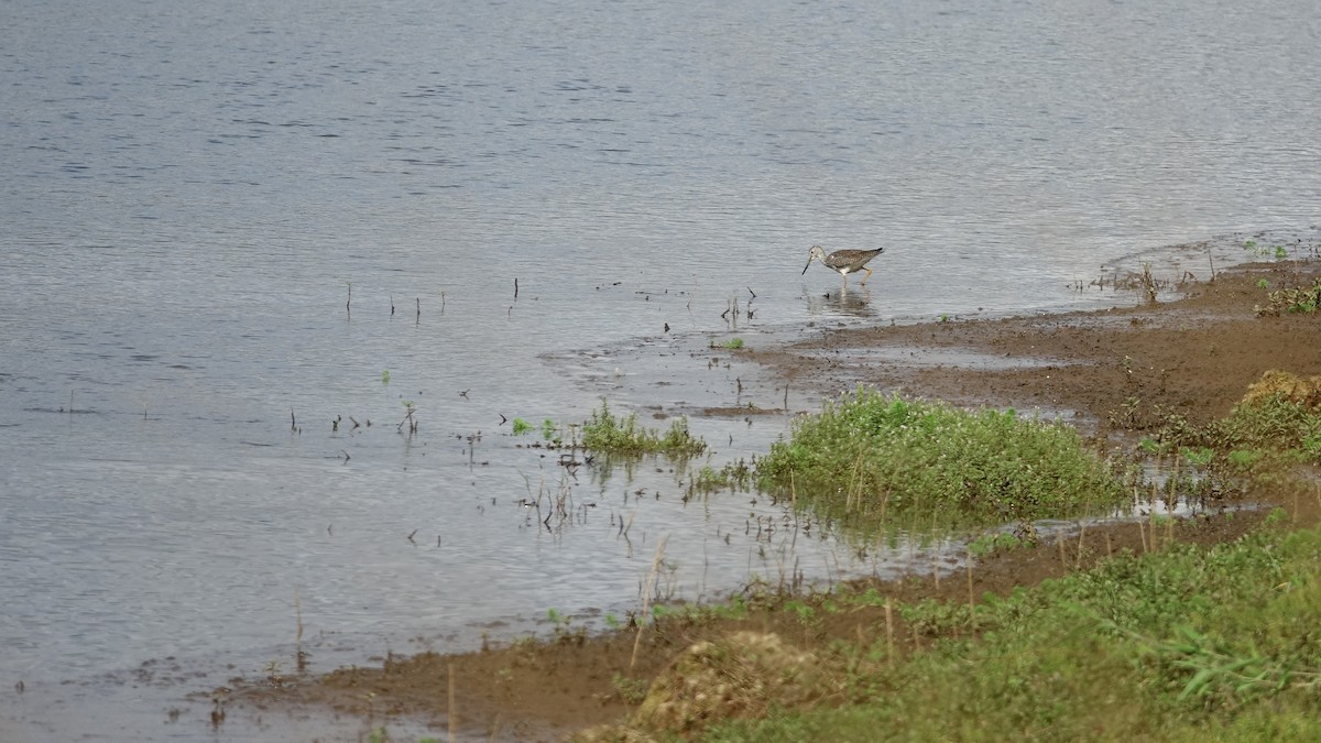 Greater Yellowlegs - ML130224811