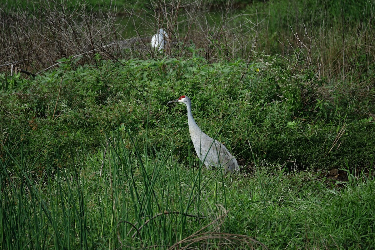 Sandhill Crane - ML130224941