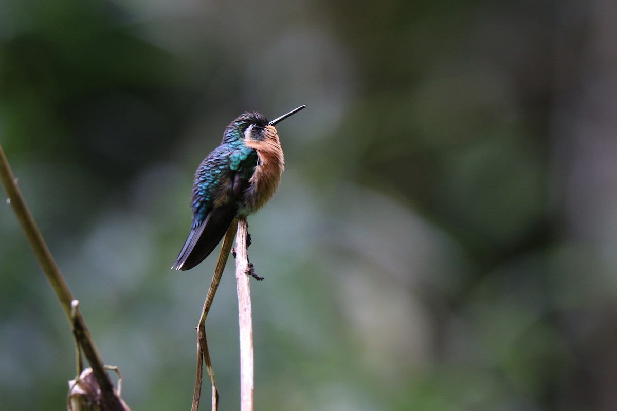 Purple-throated Mountain-gem - Francois et Jacqueline Lacasse