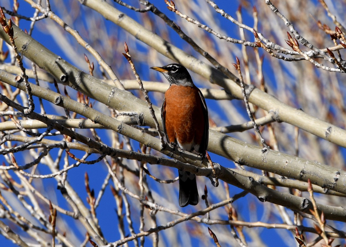 American Robin - ML130225881