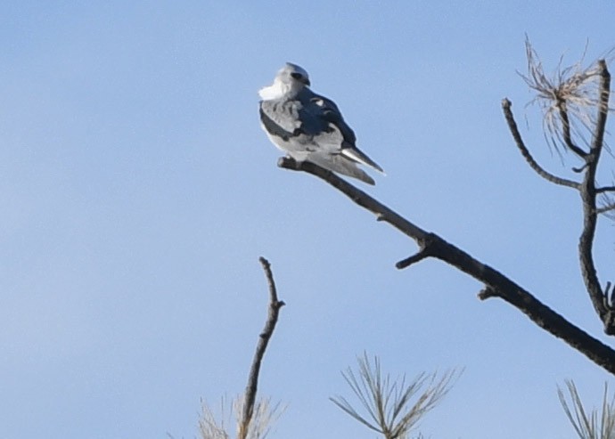 White-tailed Kite - Glenda Jones