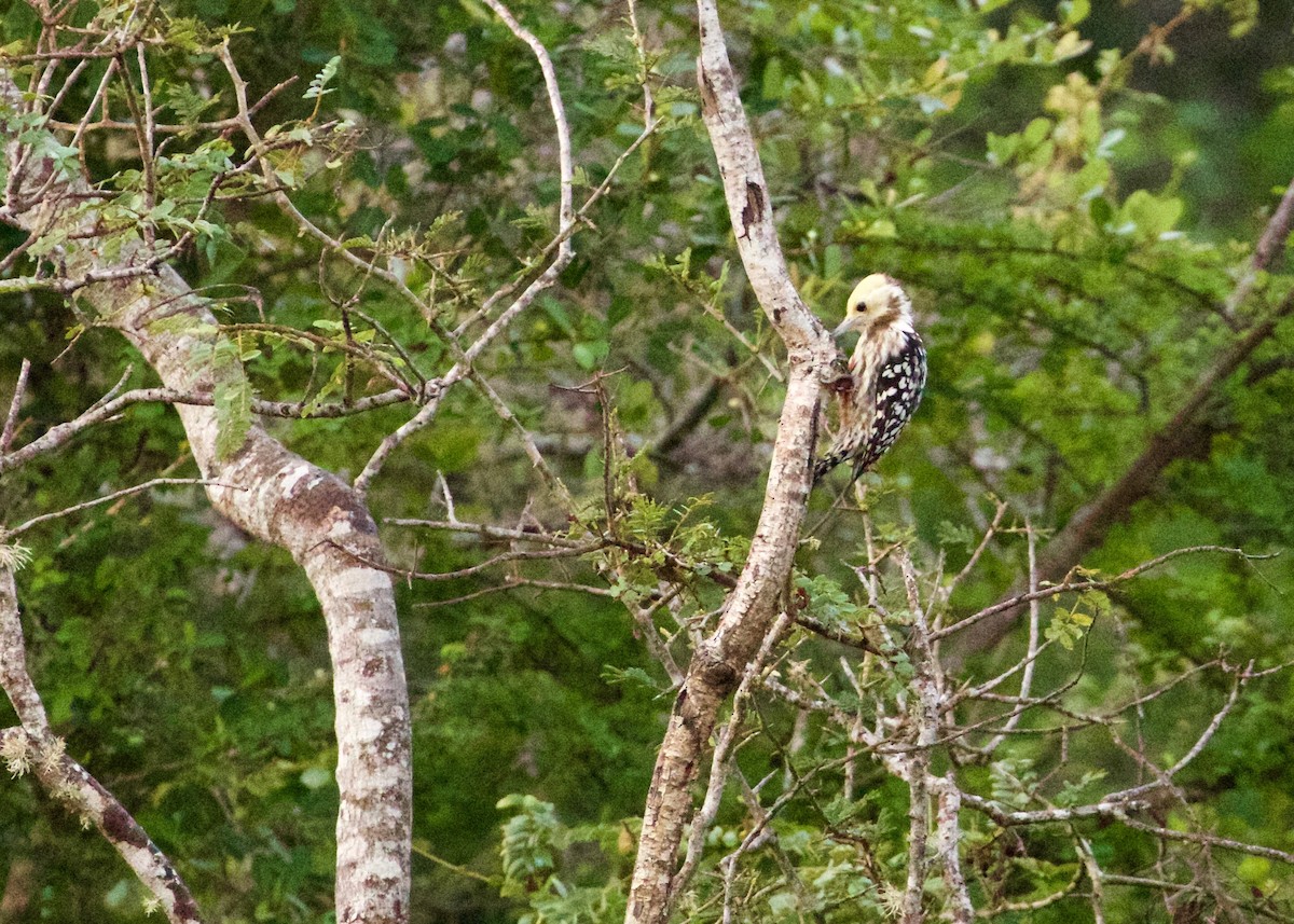 Yellow-crowned Woodpecker - Sherman Garnett