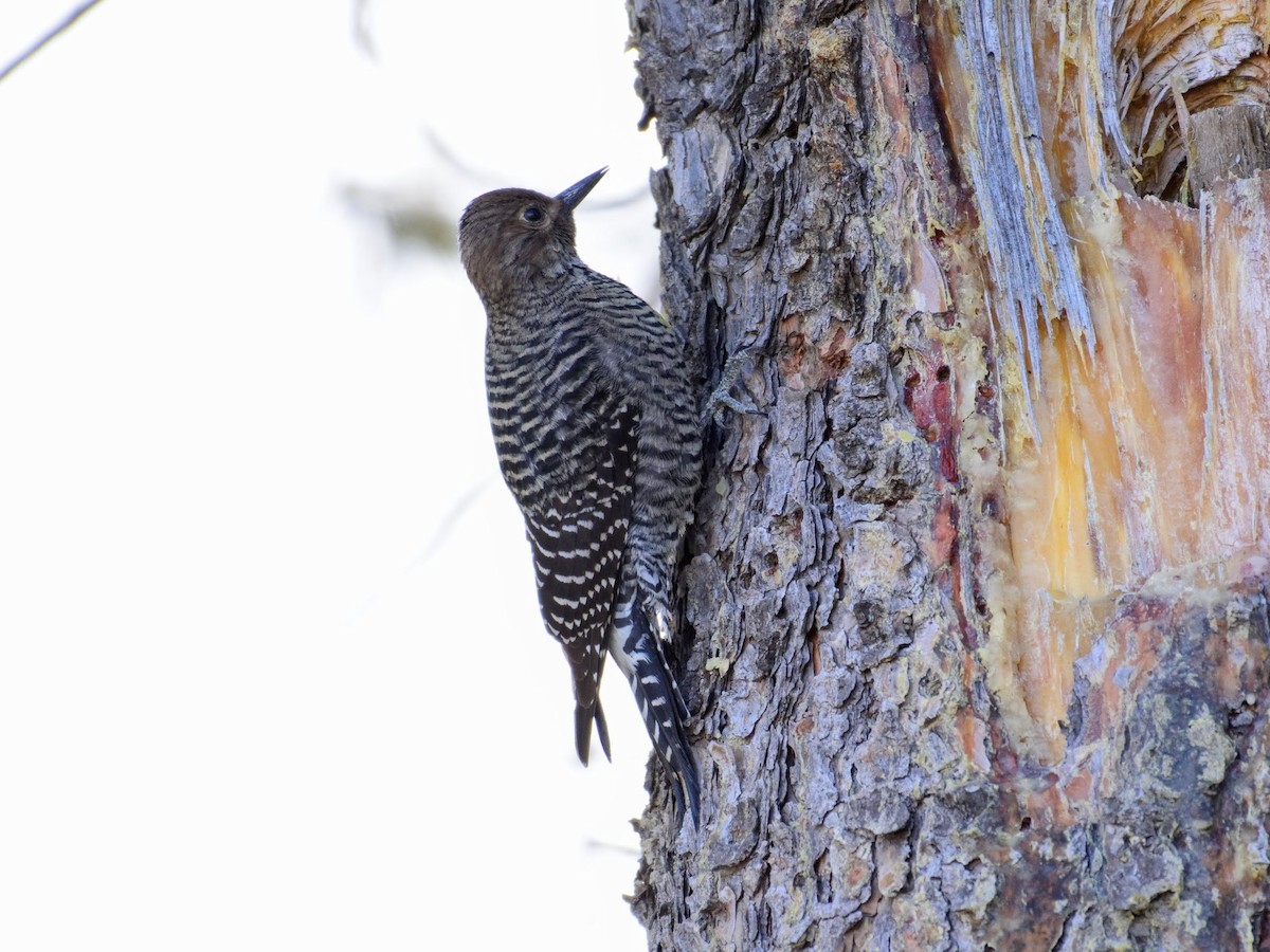 Williamson's Sapsucker - ML130228221