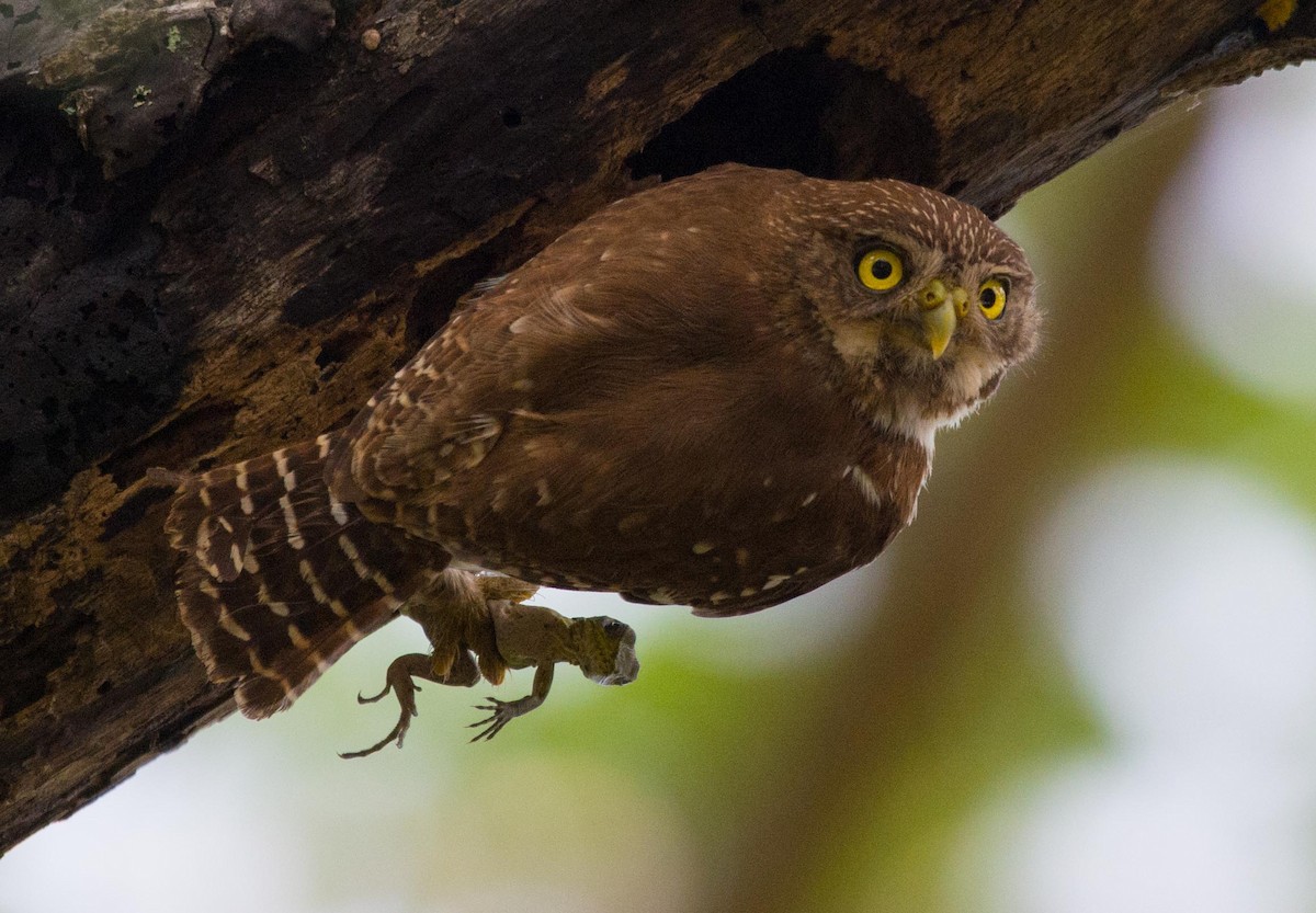 Ferruginous Pygmy-Owl - Philip Reimers