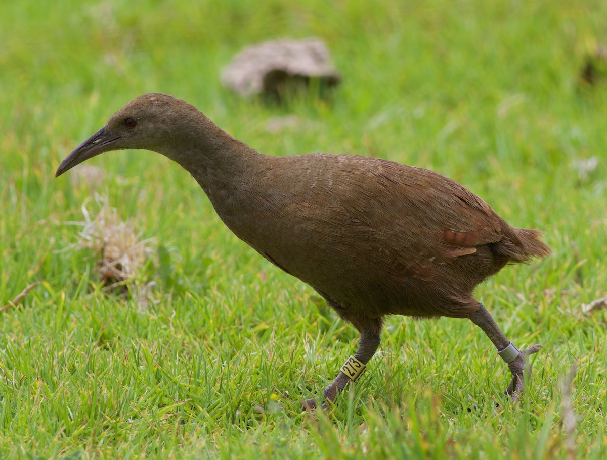 Lord Howe Rail - Liam Murphy