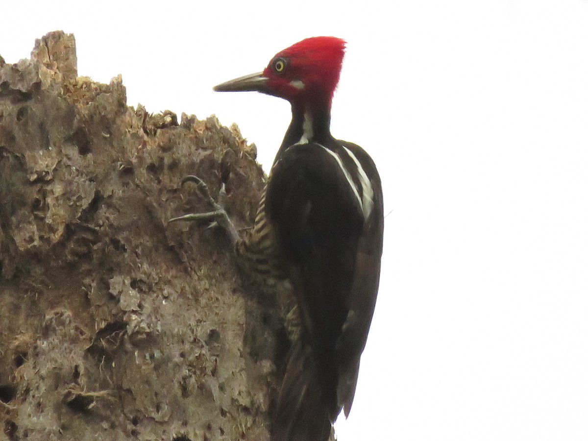 Guayaquil Woodpecker - Malcom Moniz