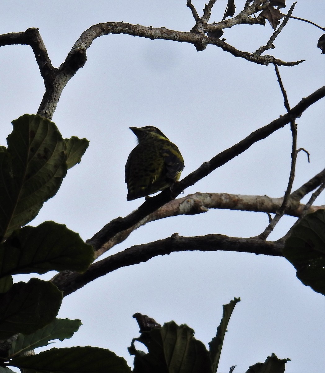 Cotinga écaillé - ML130229611