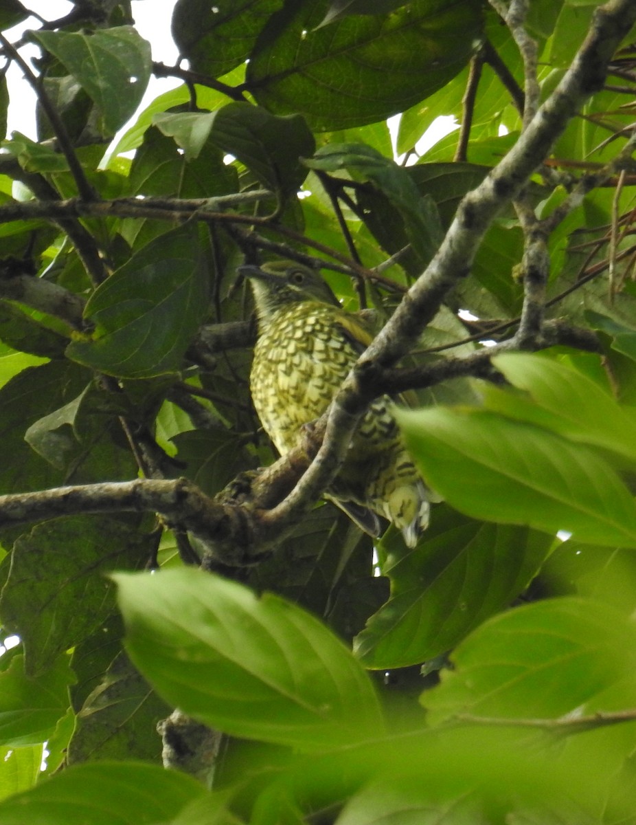 Cotinga écaillé - ML130229681