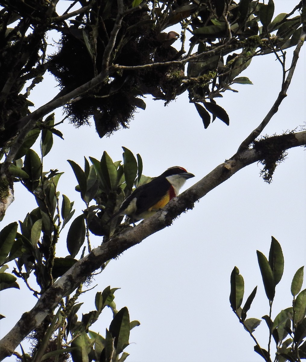 Scarlet-banded Barbet - ML130230211