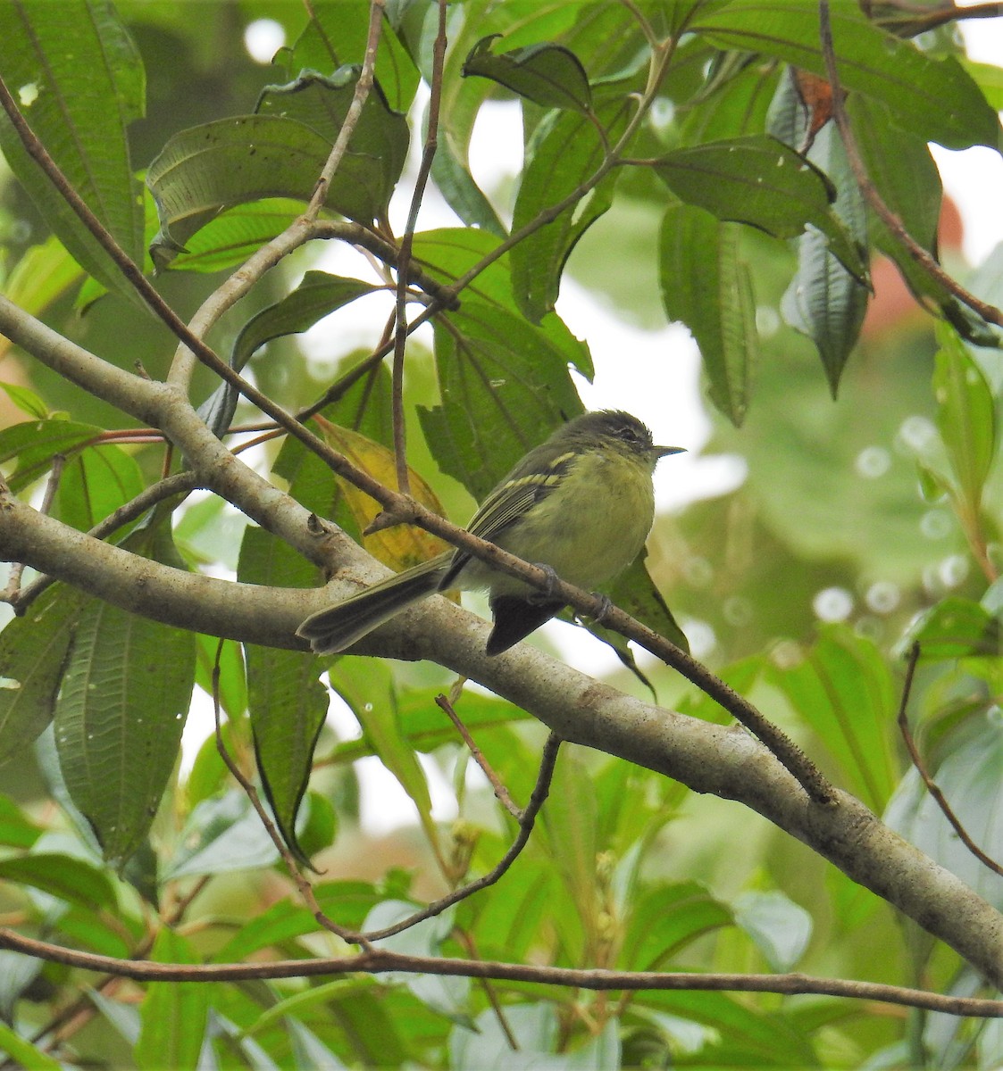 Mottle-cheeked Tyrannulet - ML130230871