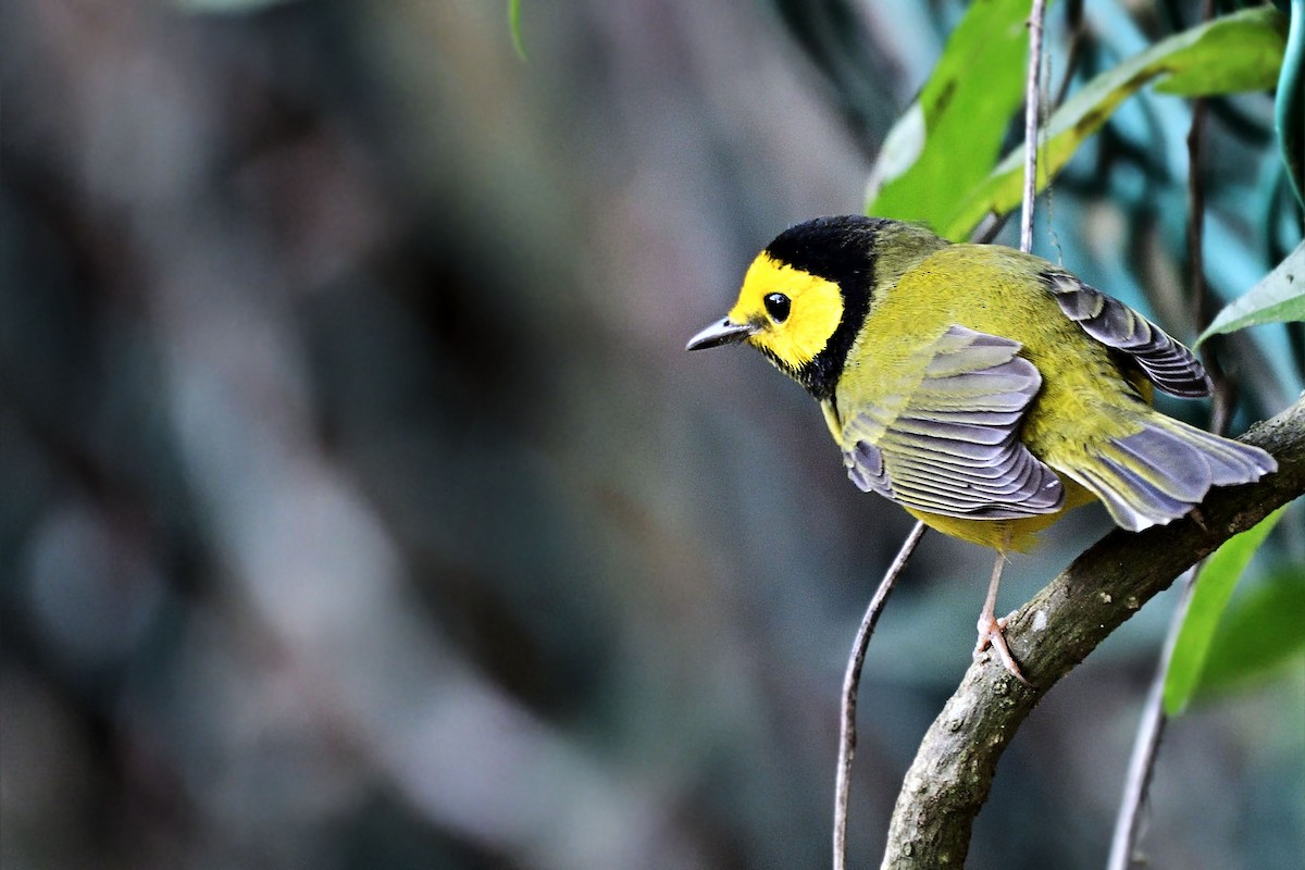 Hooded Warbler - ML130230921