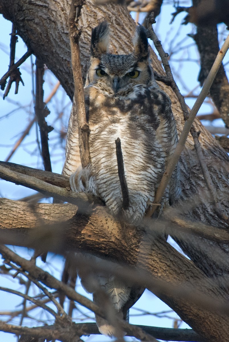 Great Horned Owl - ML130231961