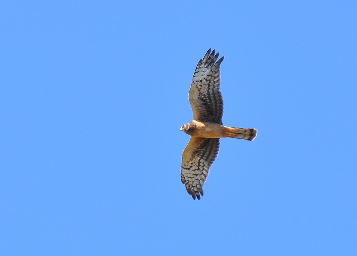 Northern Harrier - ML130232591