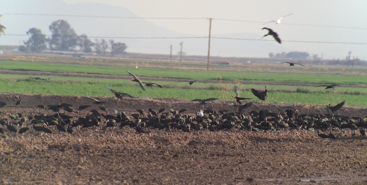 White-faced Ibis - ML130232781