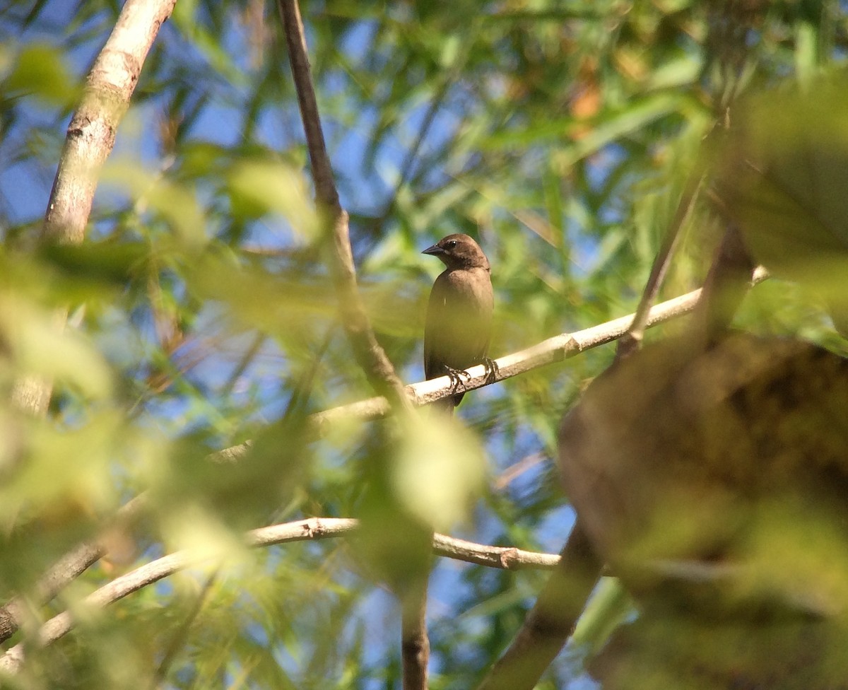 Shiny Cowbird - ML130233631