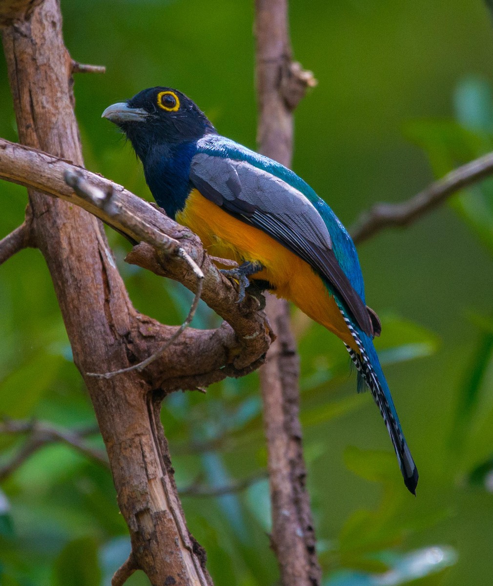 Gartered Trogon - ML130234141