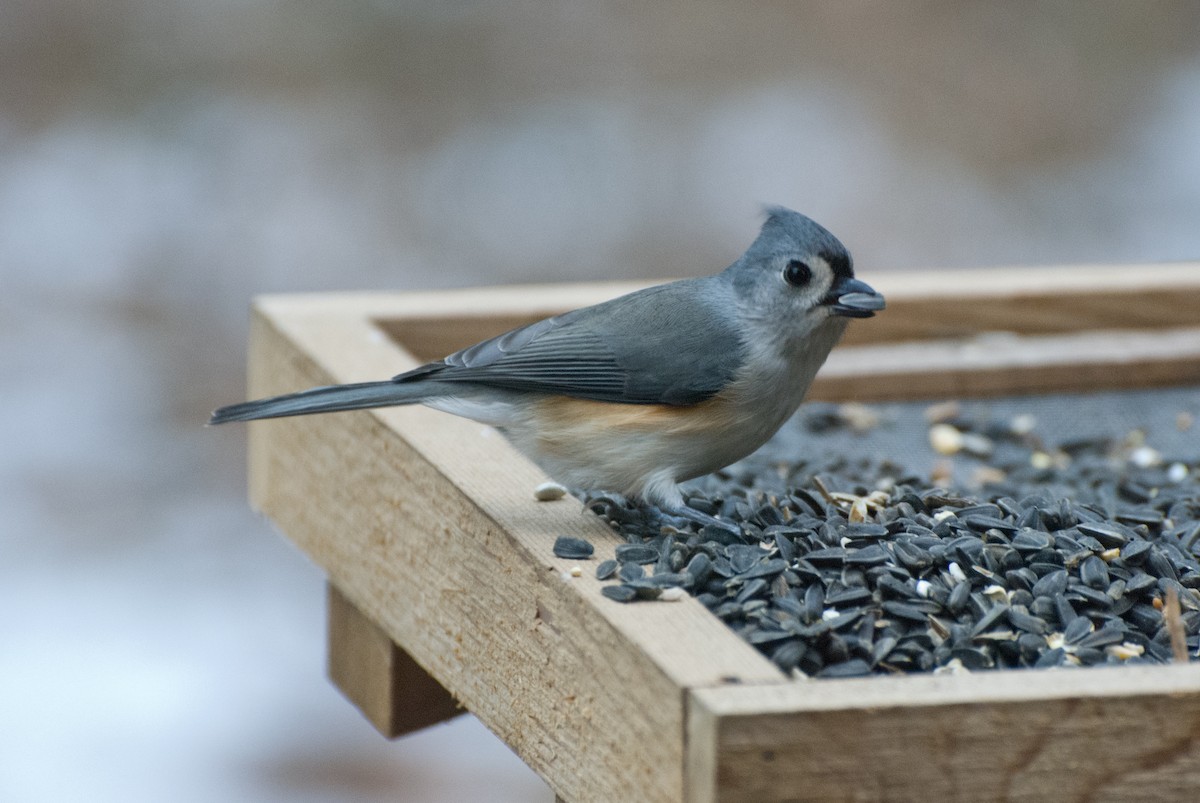 Tufted Titmouse - Keith Bowers