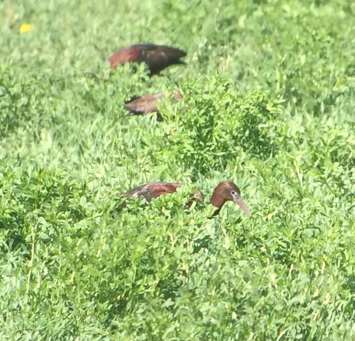 Glossy Ibis - Jay Carlisle