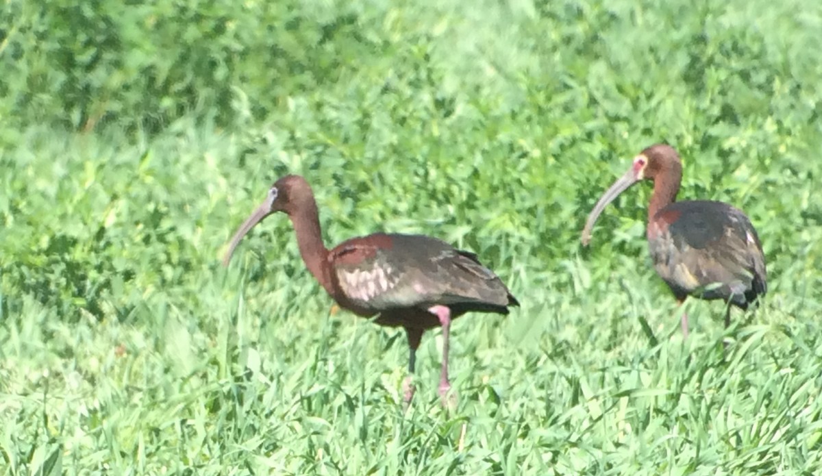 ibis hnědý - ML130234281