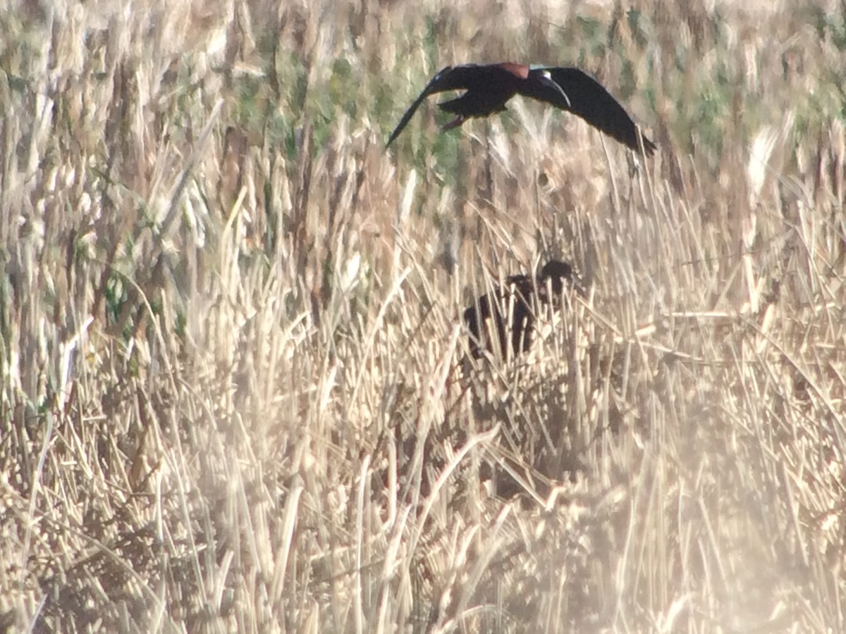 Glossy Ibis - ML130234311