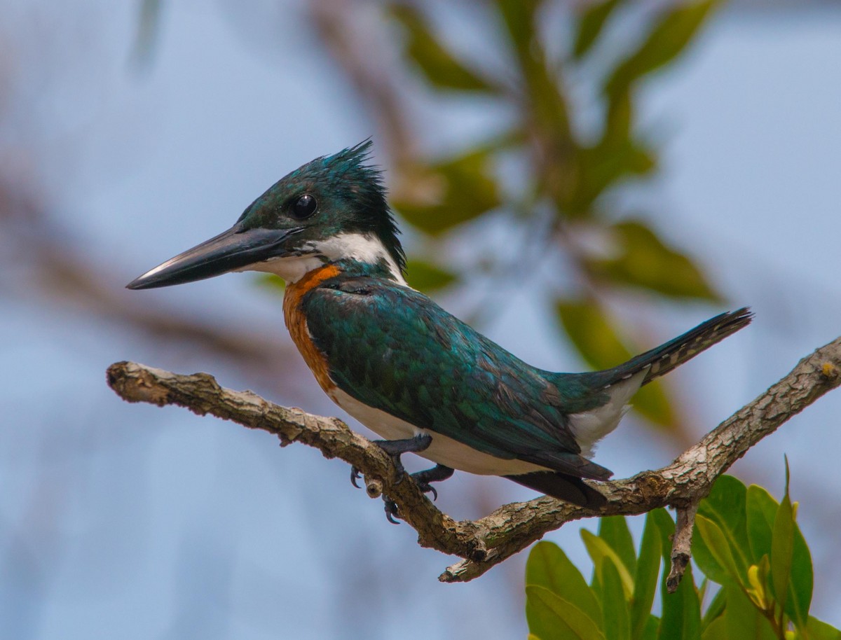 Amazon Kingfisher - ML130234531