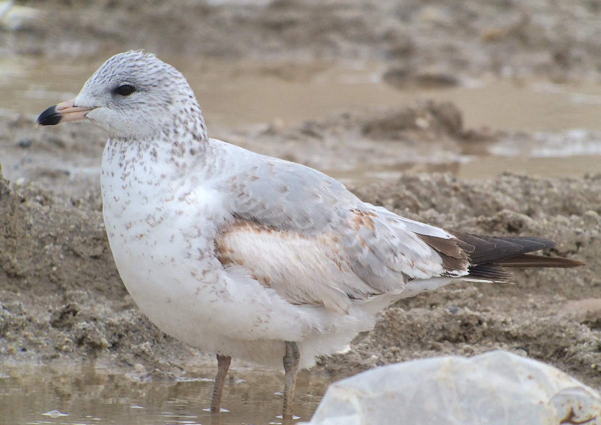 Ring-billed Gull - Jay Carlisle