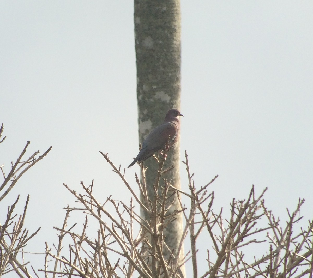 Plain Pigeon - Jay Carlisle