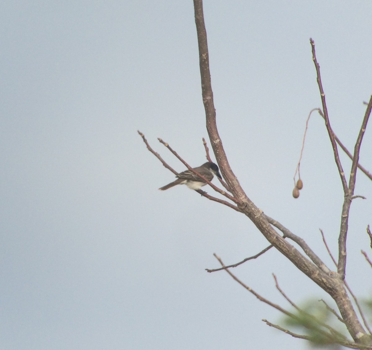 Giant Kingbird - ML130236951