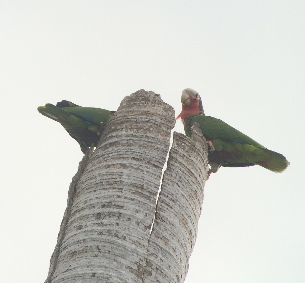 Cuban Parrot - ML130237121